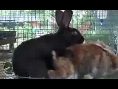 Трахающиеся Кролики
