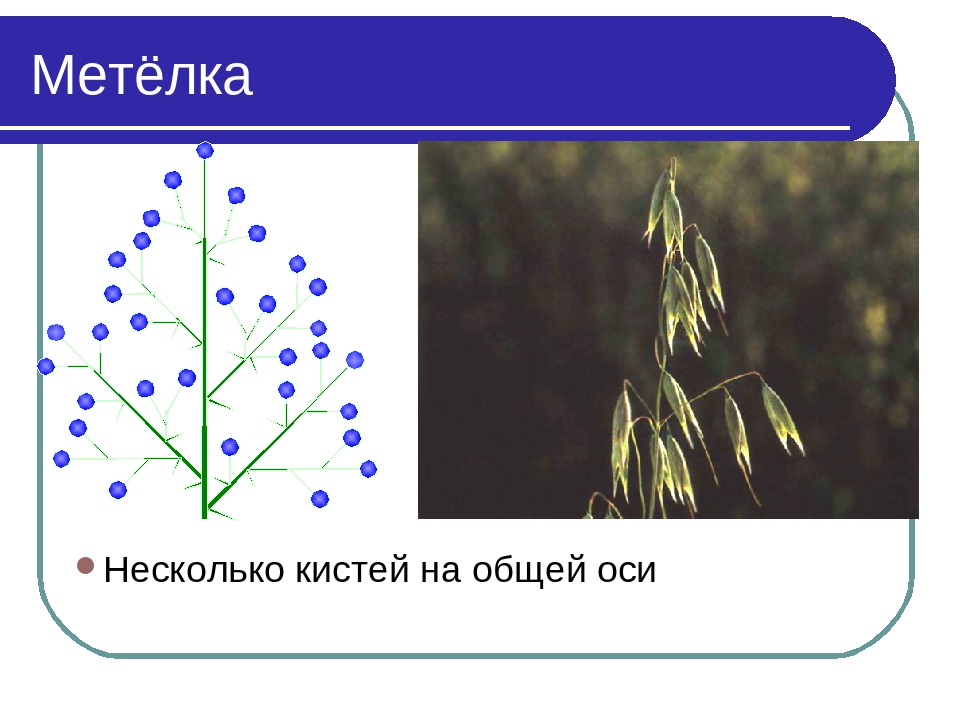 Порно С Росийскими Певицами