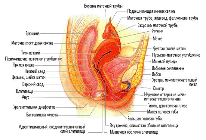 Влагалище Женщины Краткое Обоснование