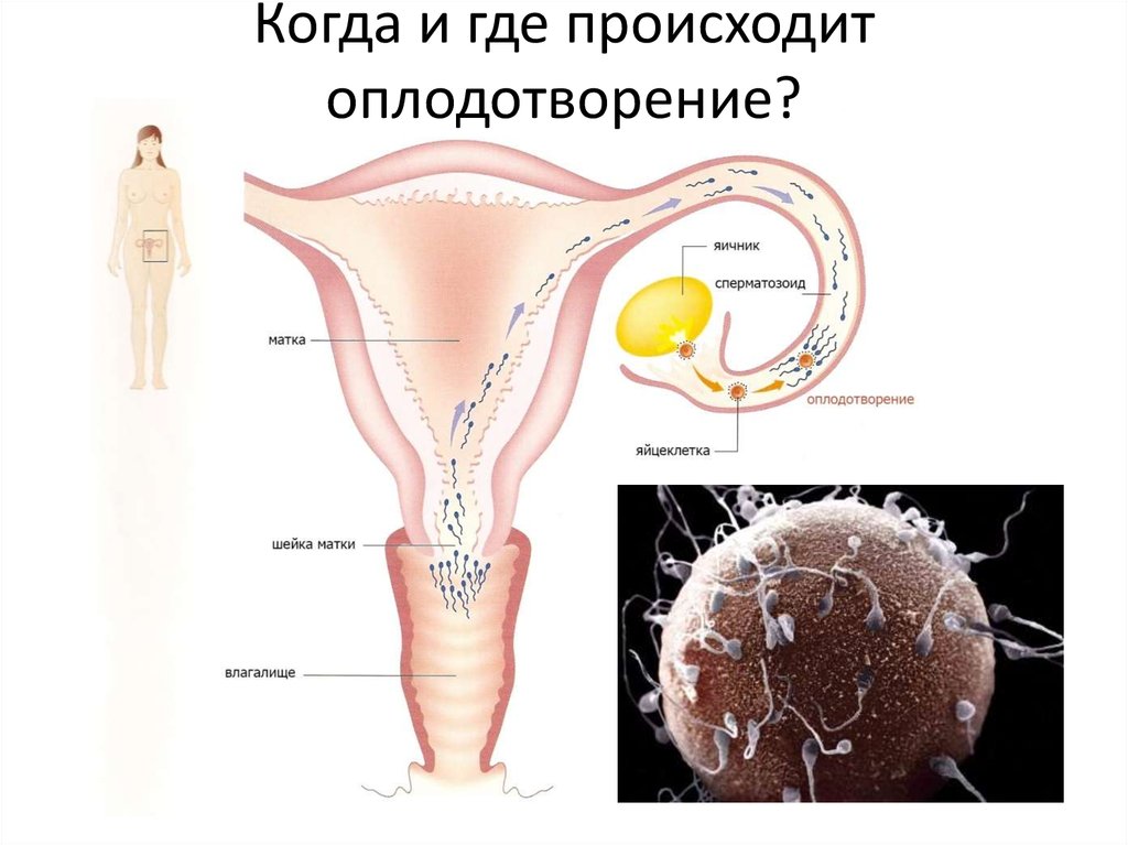 Вожно Ли Забеременнеть От Высохшей Спермы