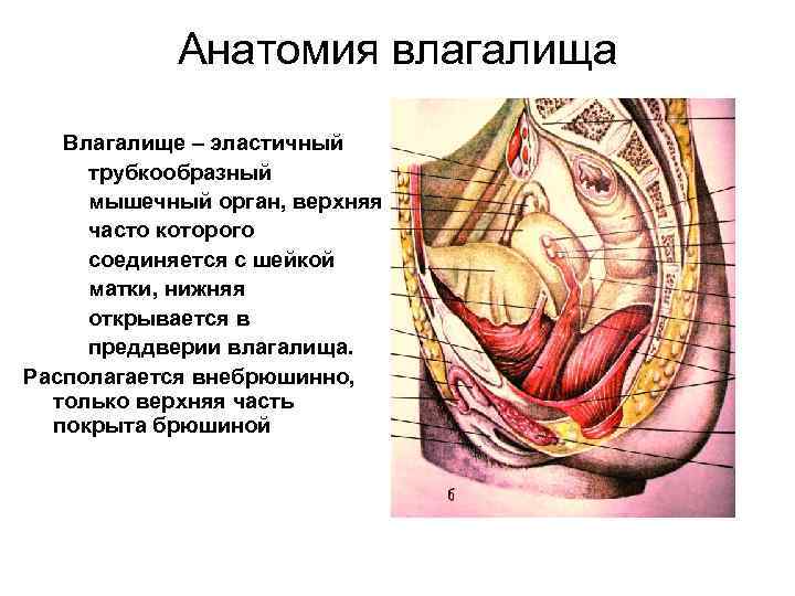 Жжение Преддверия Влагалища