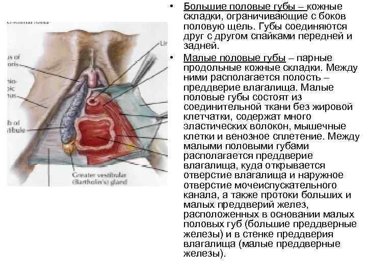 Жжение Преддверия Влагалища